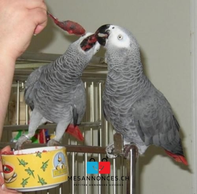 Jeune Couple de perroquet gris du Gabon