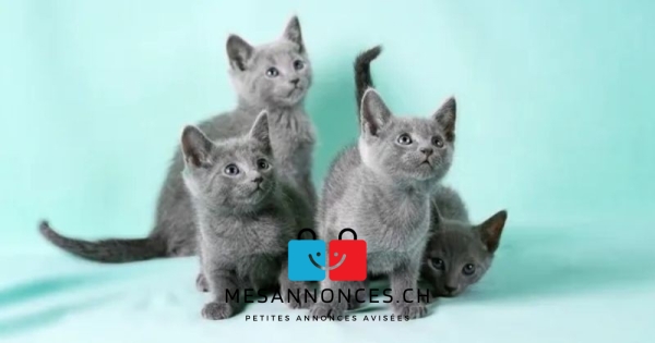 A DONNER: Chatons Pure Race chatons Bleus Russes à
