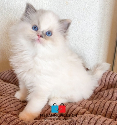A DONNER:04 Chatons Pure Race RAGDOLL à Donner