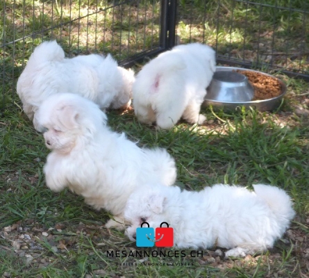 Nouvelle portée de Chiots Bichons Maltais